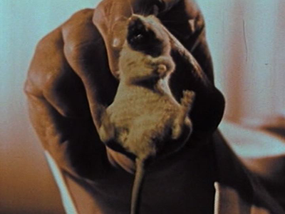 Smoking Hurts Cute Animals