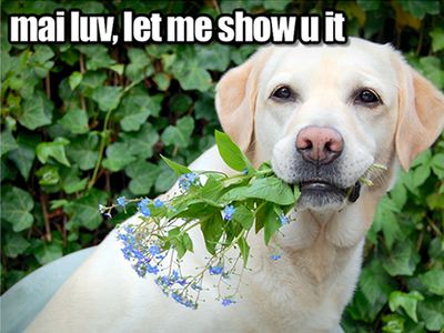 Romeo and Juliet LOLcats
