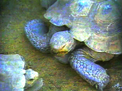 Tortoise You Rock