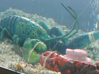 Lobstah Survival Tactics