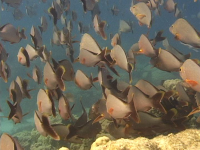 Fish in the Sea