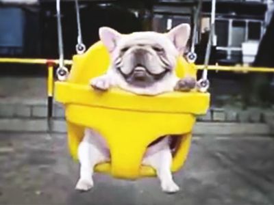 Swinging Bulldogs