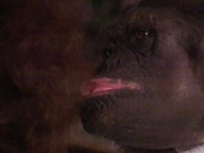 Cheeky Monkey Kiss