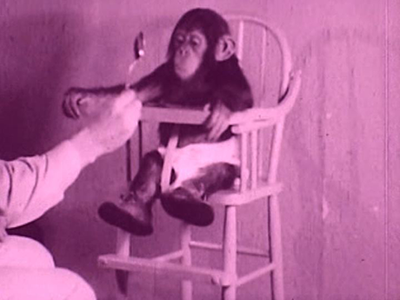 Chimp Off the Old Block