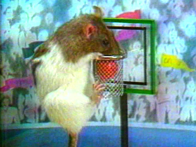 Rodent B-Ball