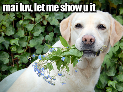 Romeo and Juliet LOLcats - Valentines